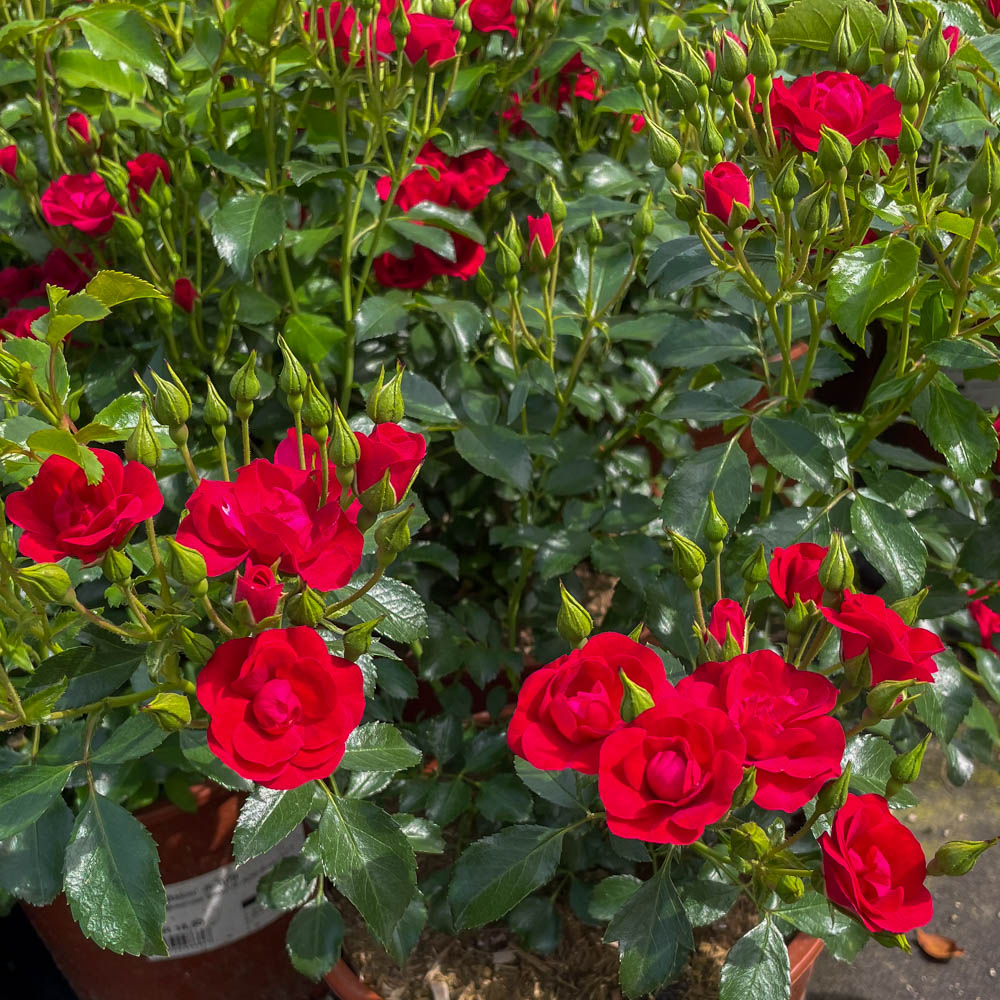 Bodendeckerrose 'Balou'