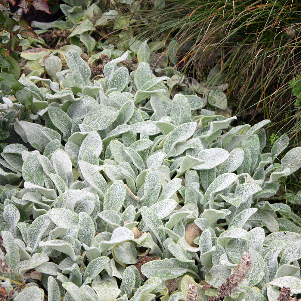 Wollziest Silver Carpet, Stachys, Blattschmuck