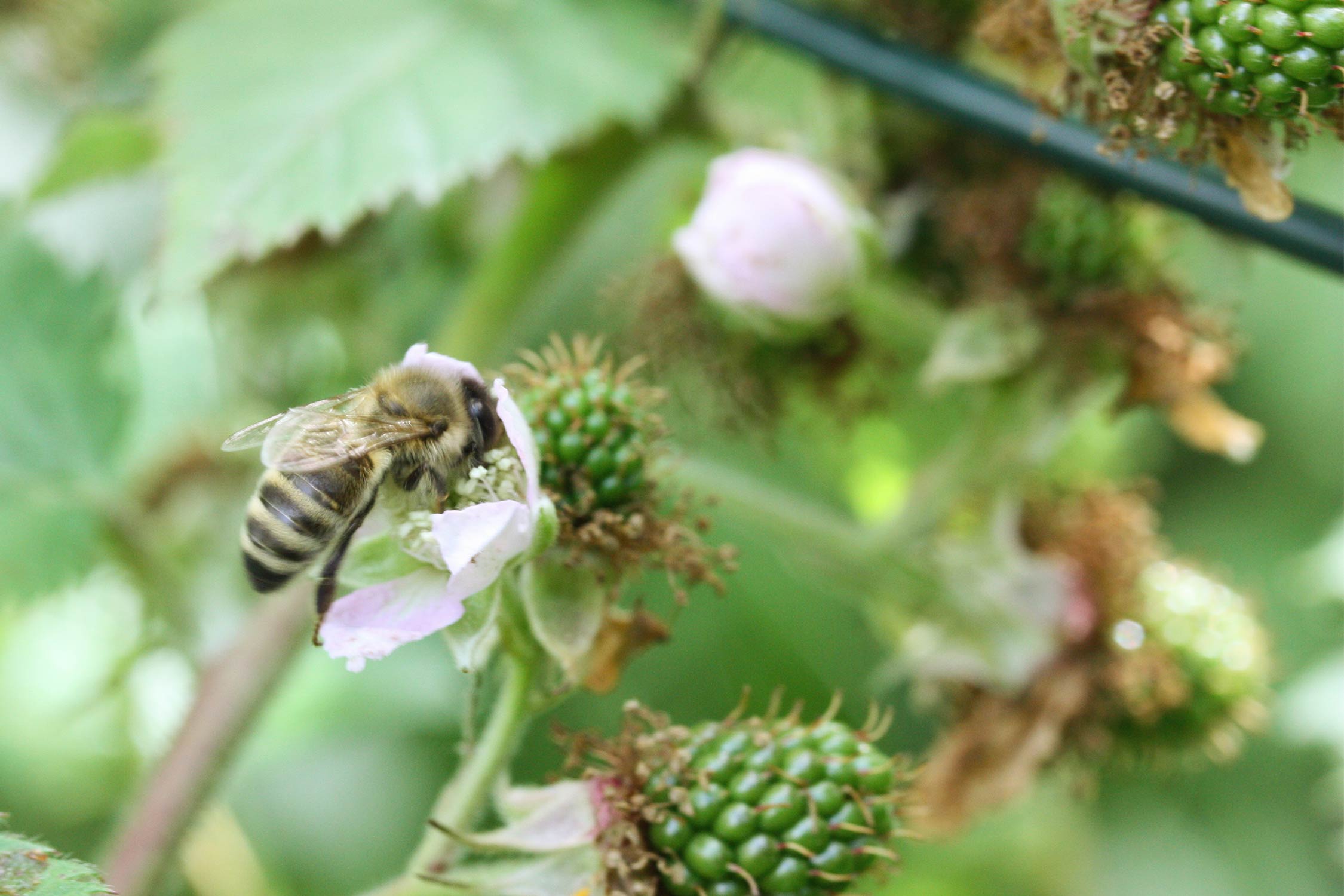 Bienenweide Brombeere