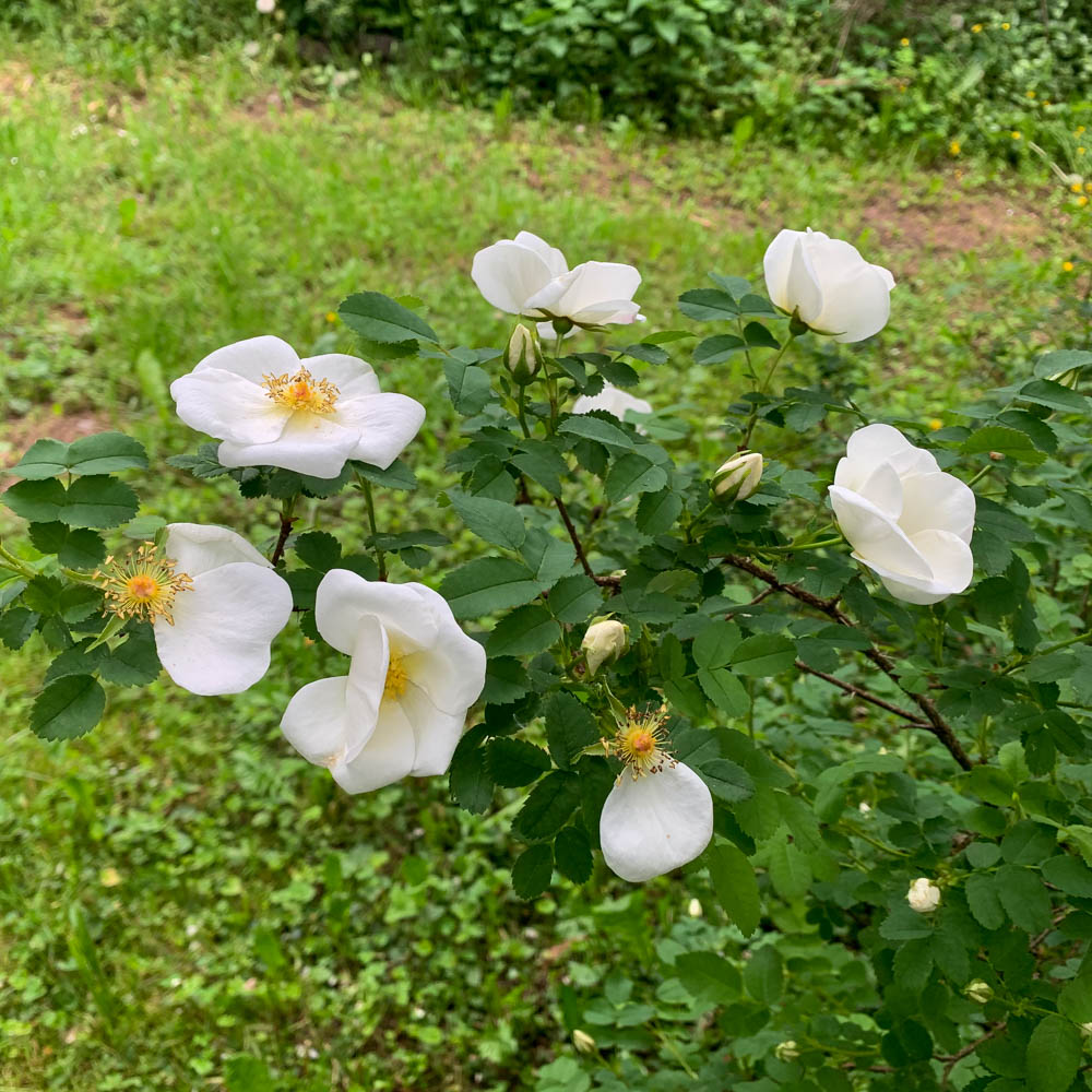 Bibernell Rose, Wildrose, Bienenweide