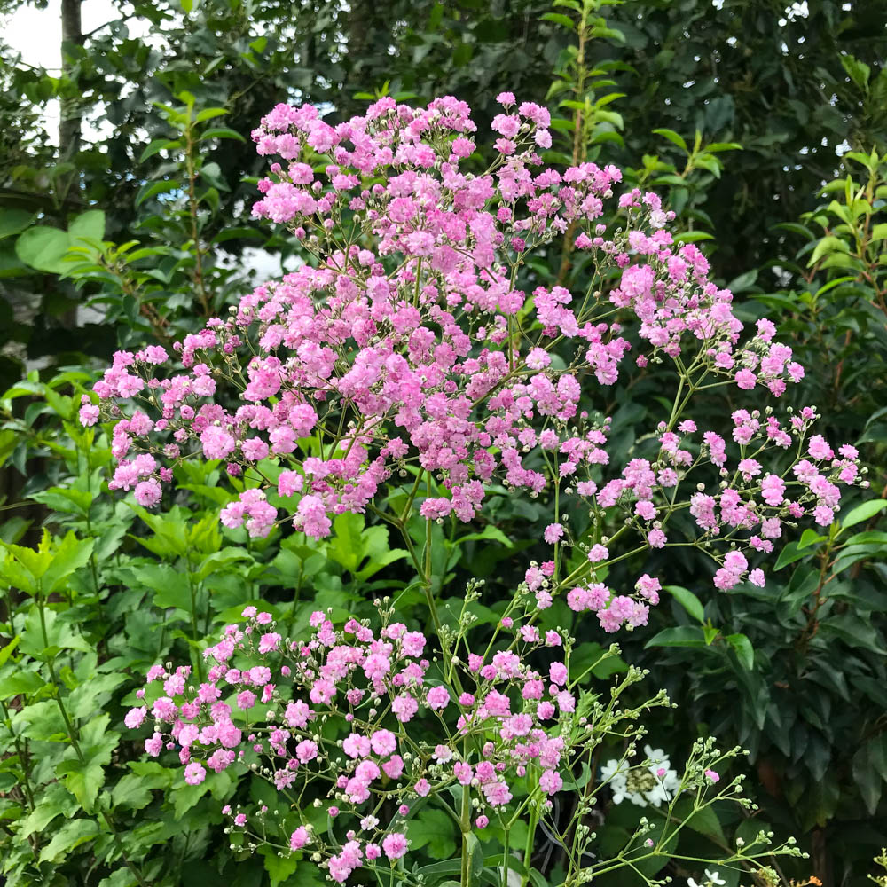 Schleierkraut 'Flamingo'