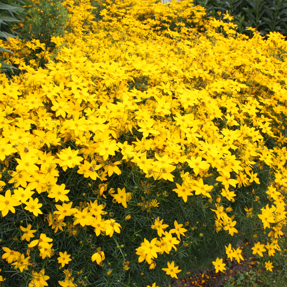 Mädchenauge Grandiflora, Blütenstaude