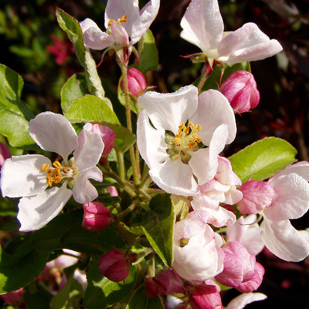 Zierapfel Red Sentinel, Malus, Frühlingsblüher