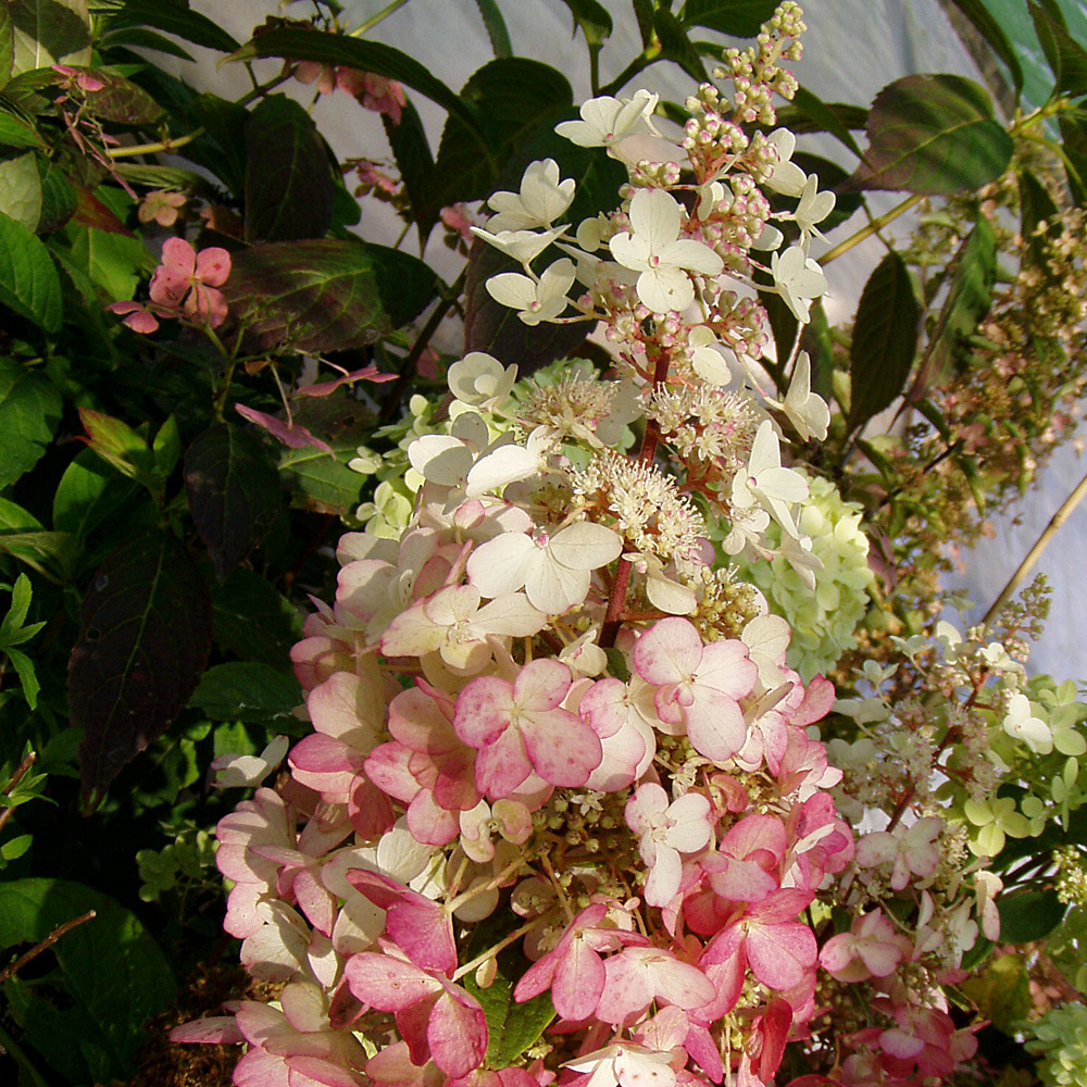 Hortensie Pinky Winky, Rispenhortensie, Blütenstrauch, Herbstfärbung