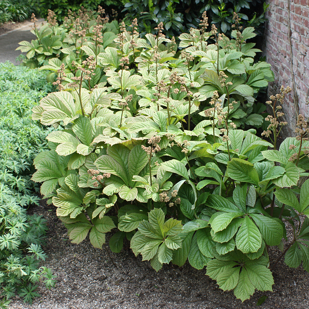 Kastanienblättriges Schaublatt, Rodgersia, Schattenpflanze