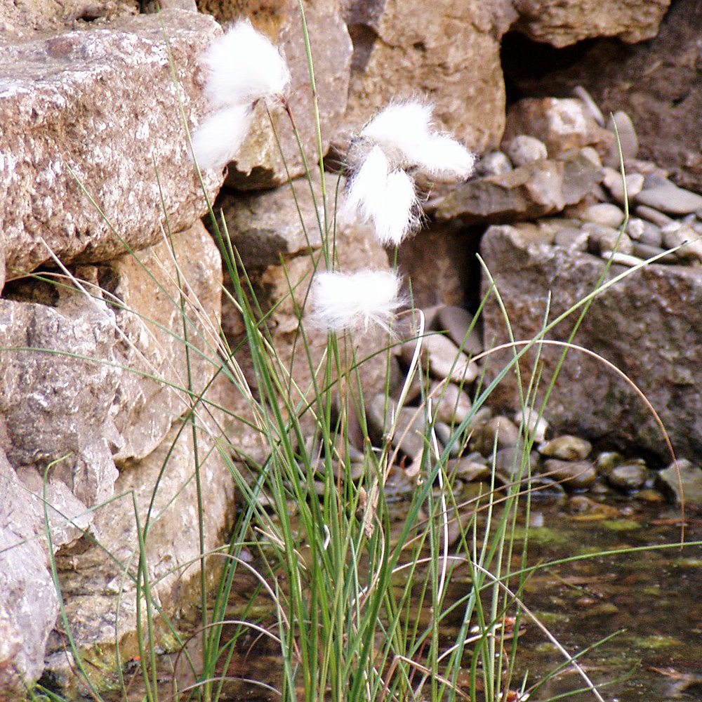 Wollgras, Uferpflanze, Wasserpflanze