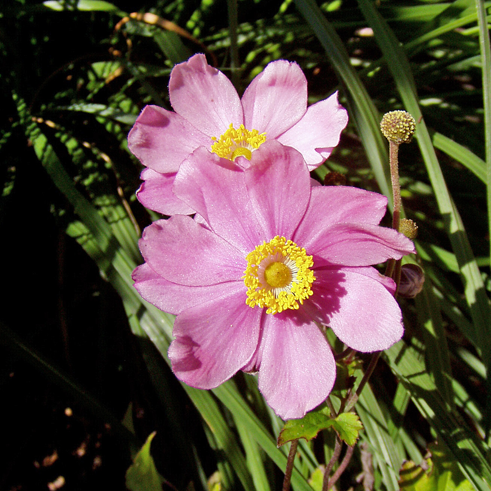 Herbstanemone Königin Charlotte, Anemone, Herbstblüte