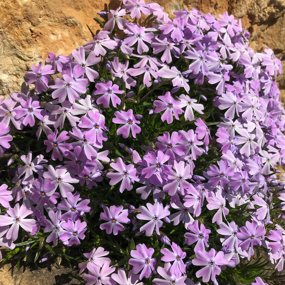 Teppichphlox 'Emerald Cushion Blue'