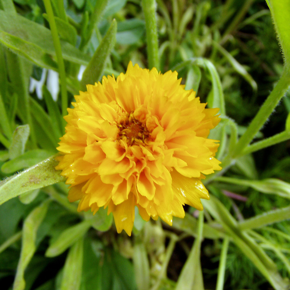 Mädchenauge, Coreopsis, Blütenstaude