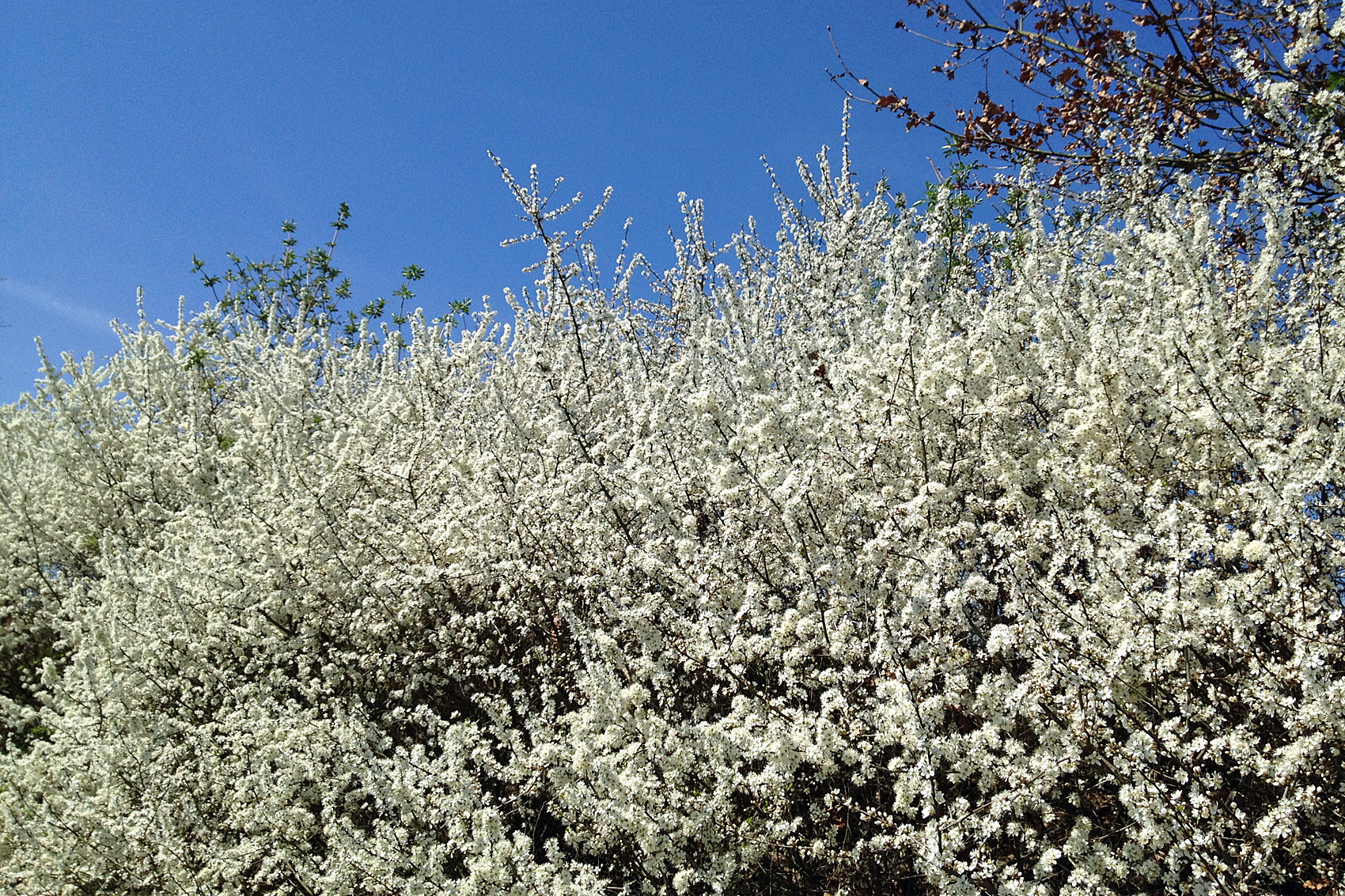 Wildgehölze