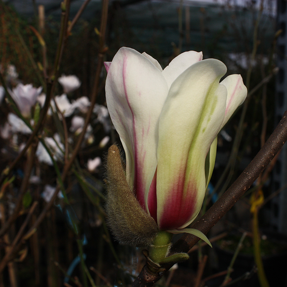 Magnolie Sunrise, Frühjahrsblüher, Blütenbaum
