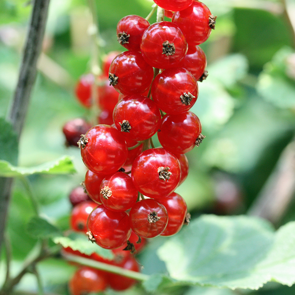 Rote Johannisbeere 'Jonkheer van Tets'