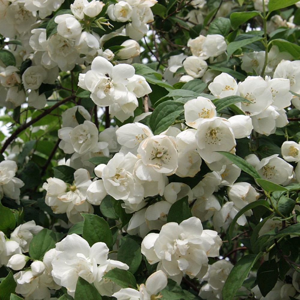Gartenjasmin, Dame Blanche, Duftpflanze, Blütengehölz