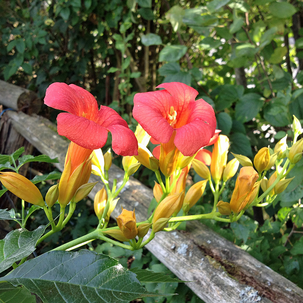 Trompetenblume 'Mme Galen'