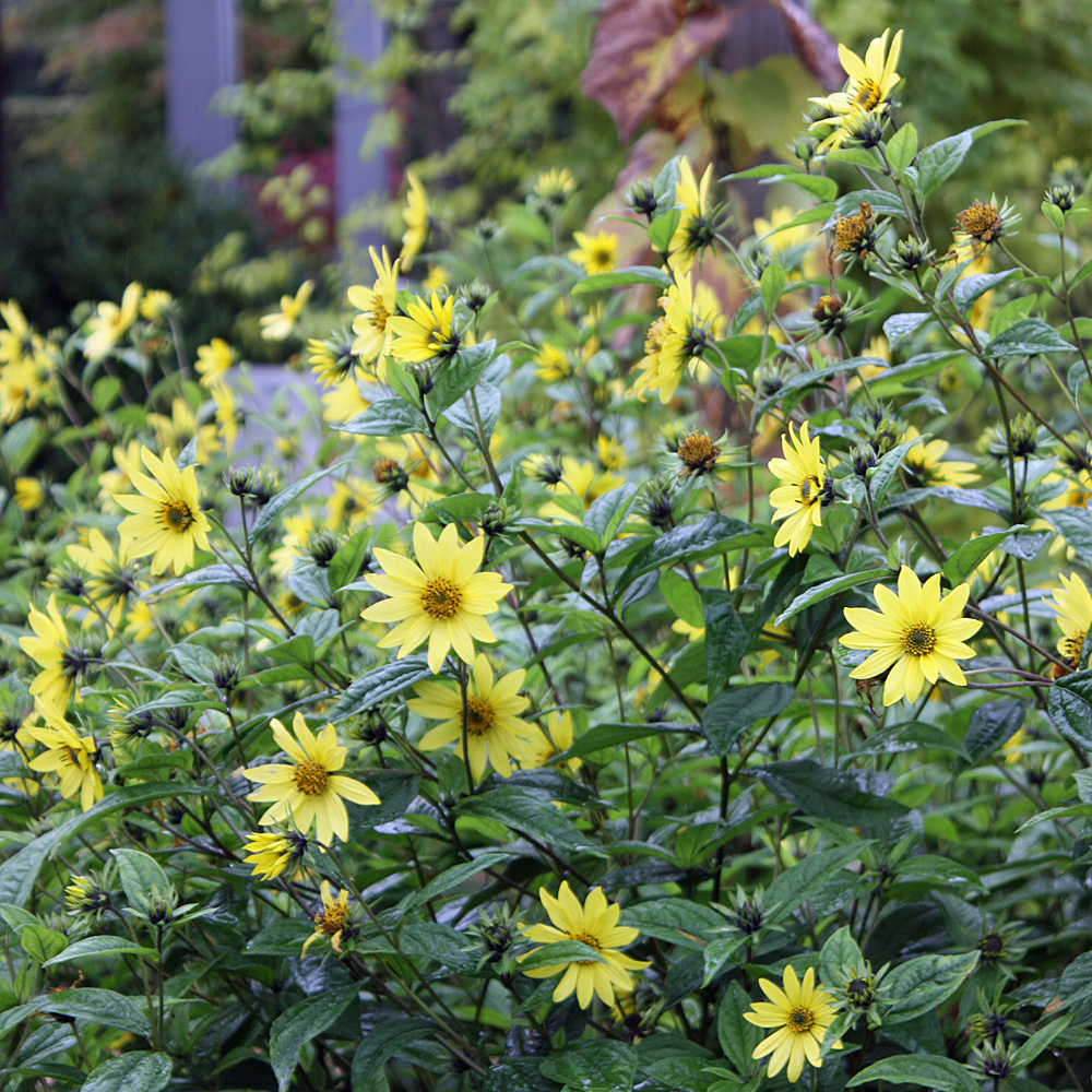 Staudensonnenblume Lemon Queen, Helianthus, Blütenstaude