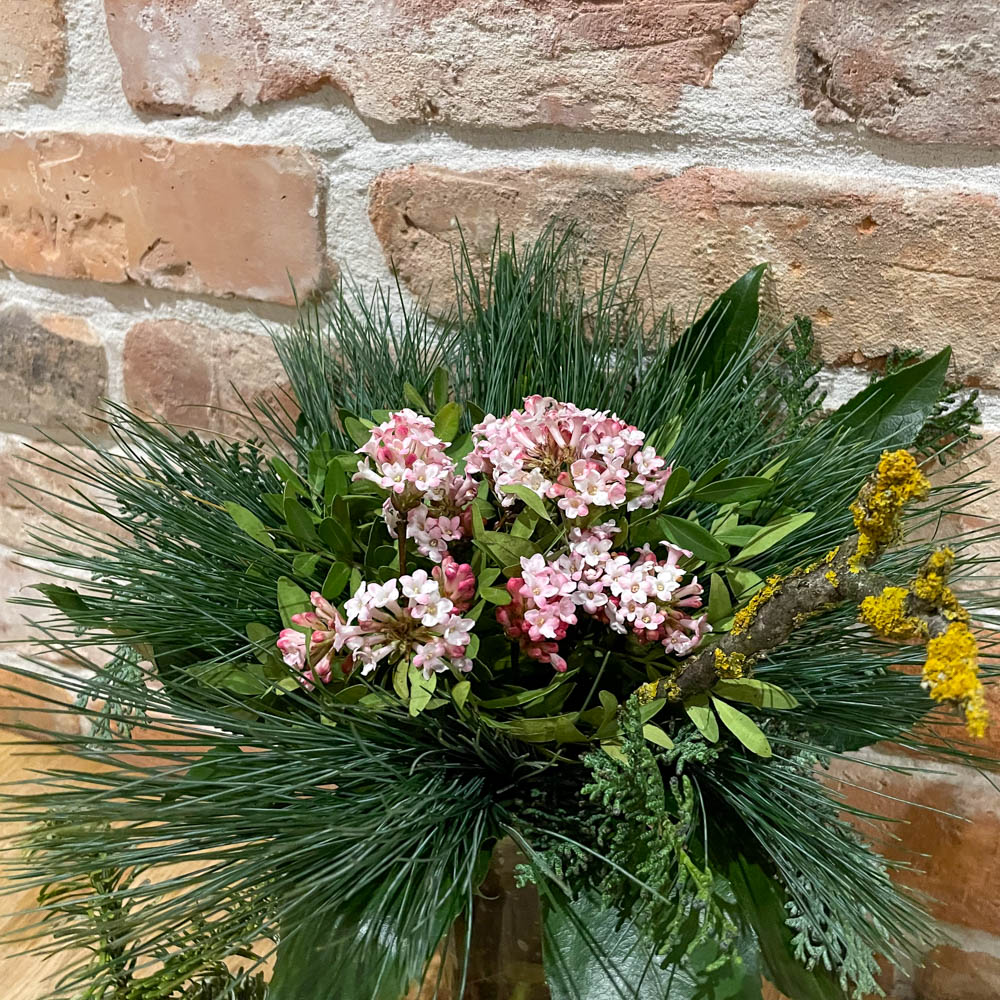 Winterschneeball botnantense 'Charles Lamont'