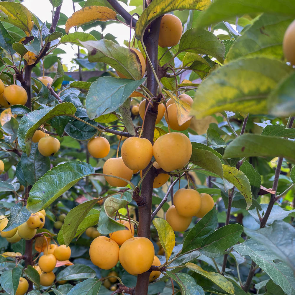 Zierapfel 'Golden Hornet'