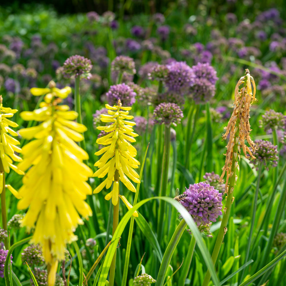 Sommer-Zierlauch 'Summer Beauty'