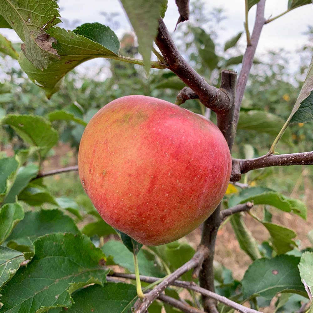 Apfel 'Jonagold'