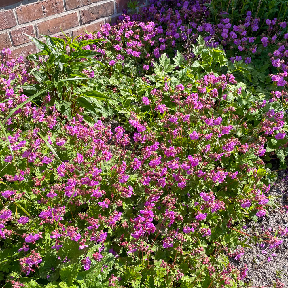 Storchschnabel 'Berggarten'