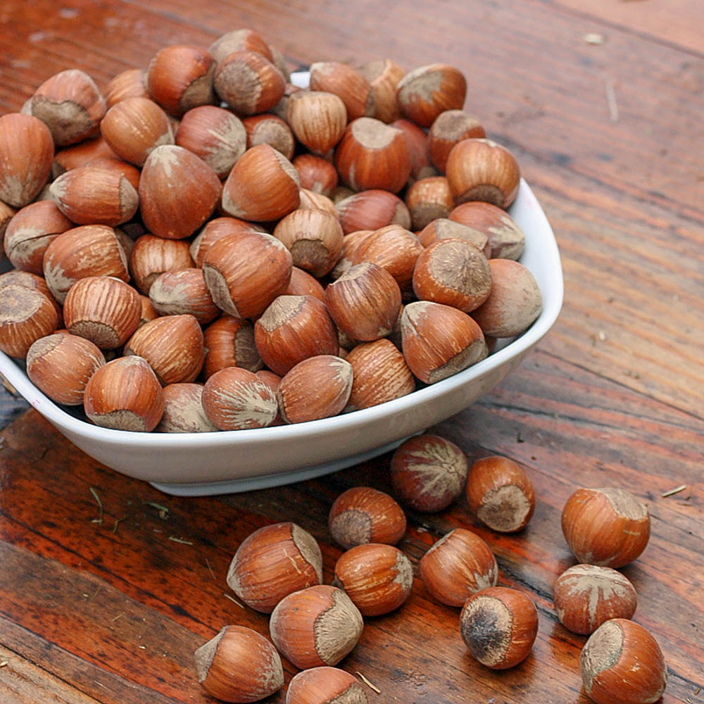 Haselnuss 'Webbs Preisnuss'