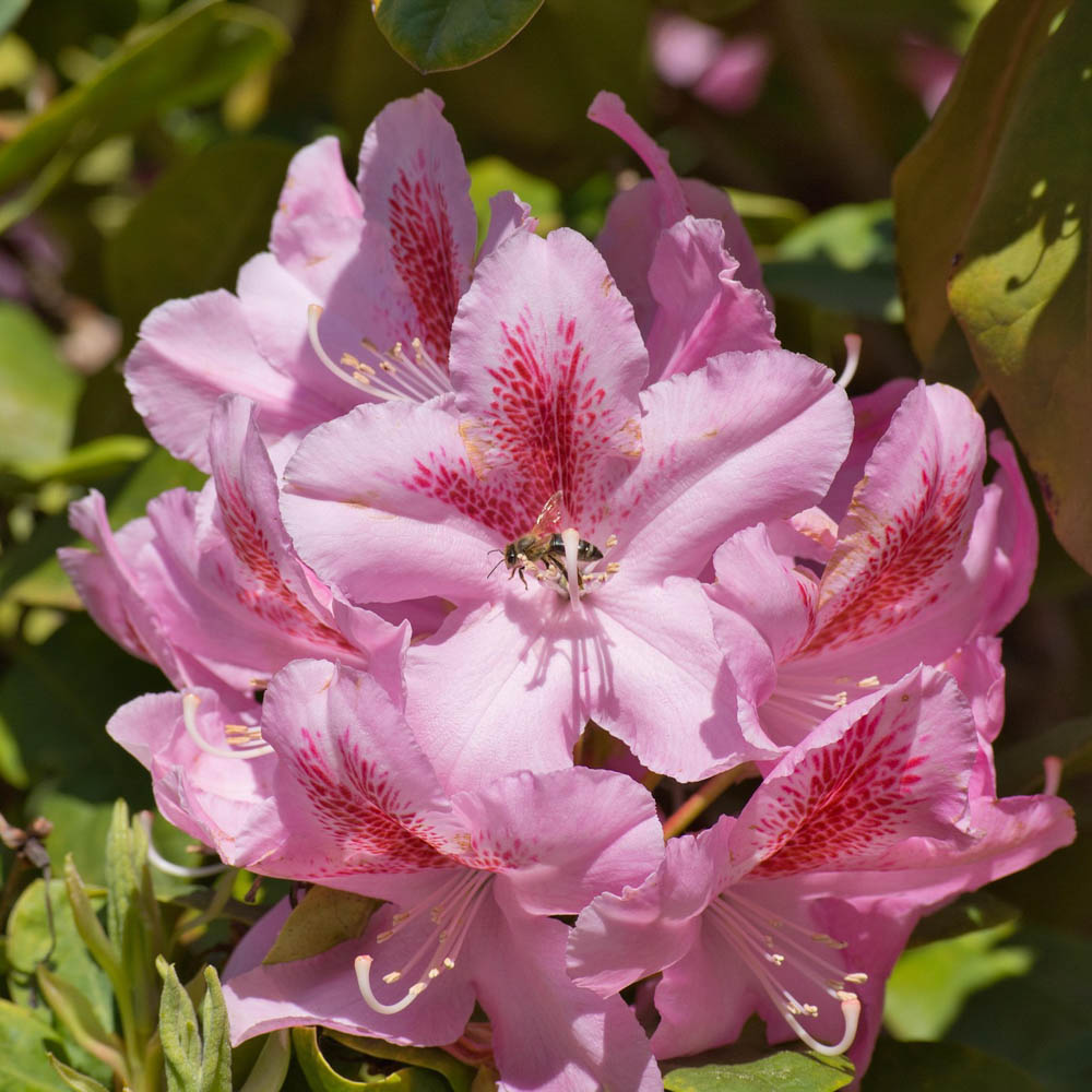 Rhododendron 'Belami'