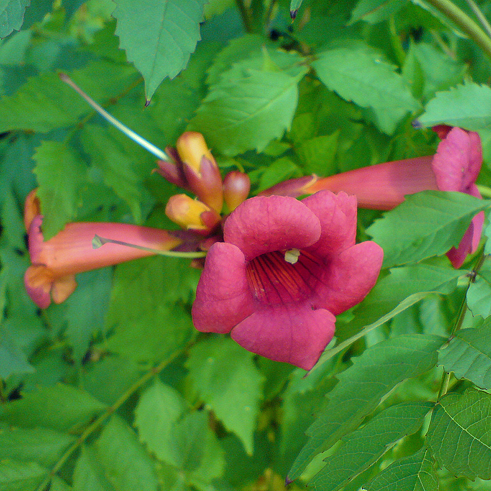 Trompetenblume 'Flamenco'