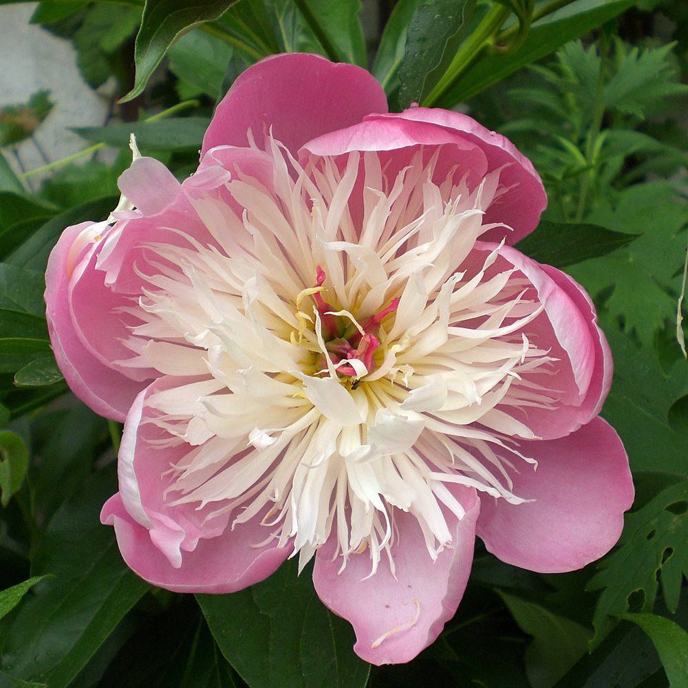 Pfingstrose Bowl of Beauty, Paeonia, Blütenstaude