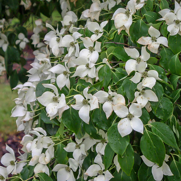 Chinesischer Blumenhartriegel 'Teutonia'