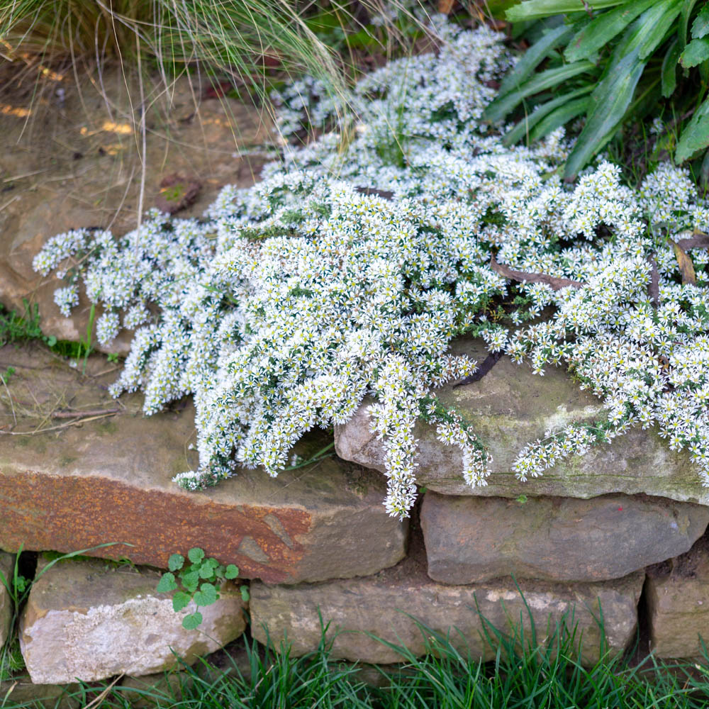 Aster Snow Flurry, Herbstblüher, Blütenmeer
