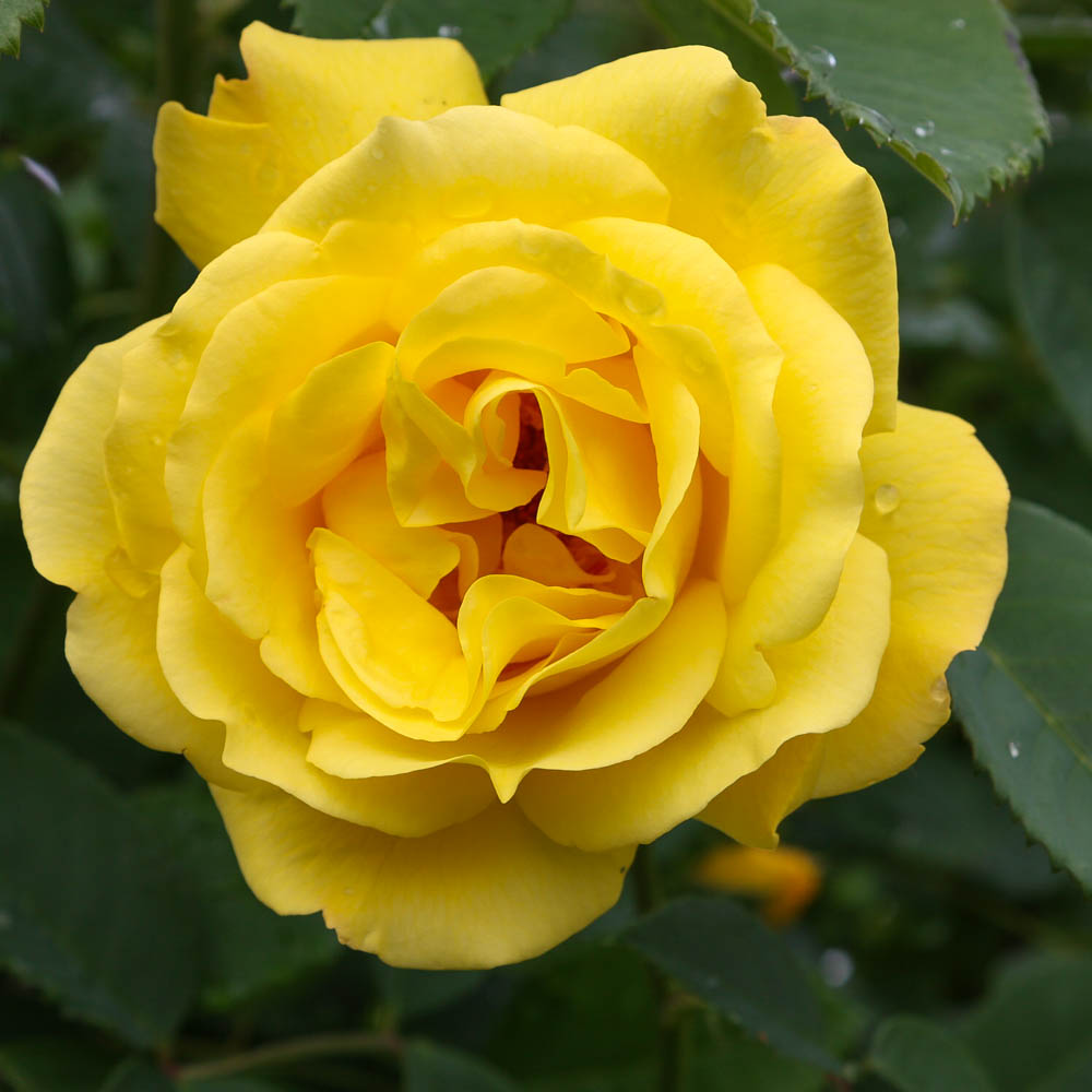 Kletterrose 'Golden Gate' ®