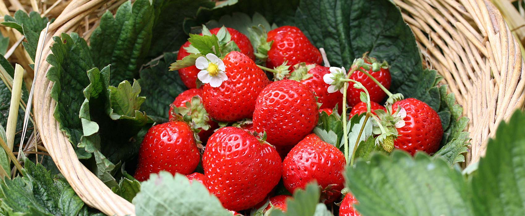 Erdbeeren pflanzen und pflegen
