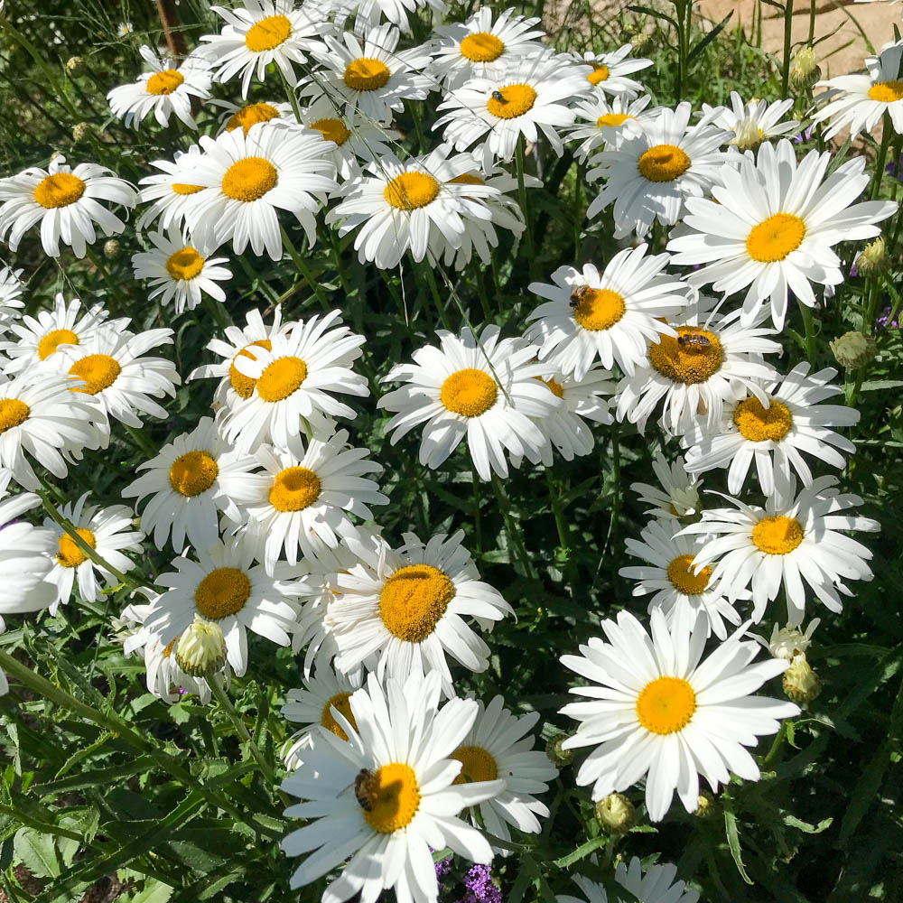 Margerite Silberprinzesschen, Leucanthemum