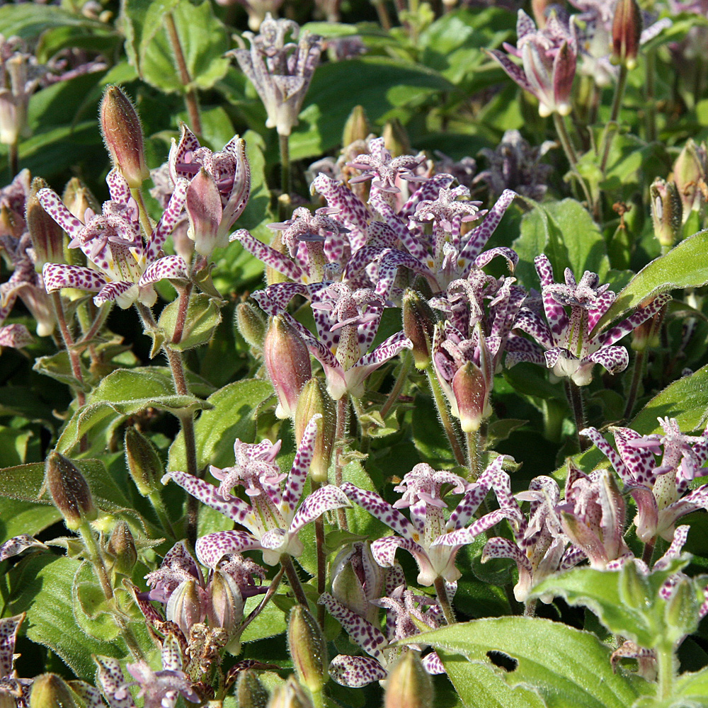 Japanische Krötenlilie, Tricyrtis, Schattenpflanze