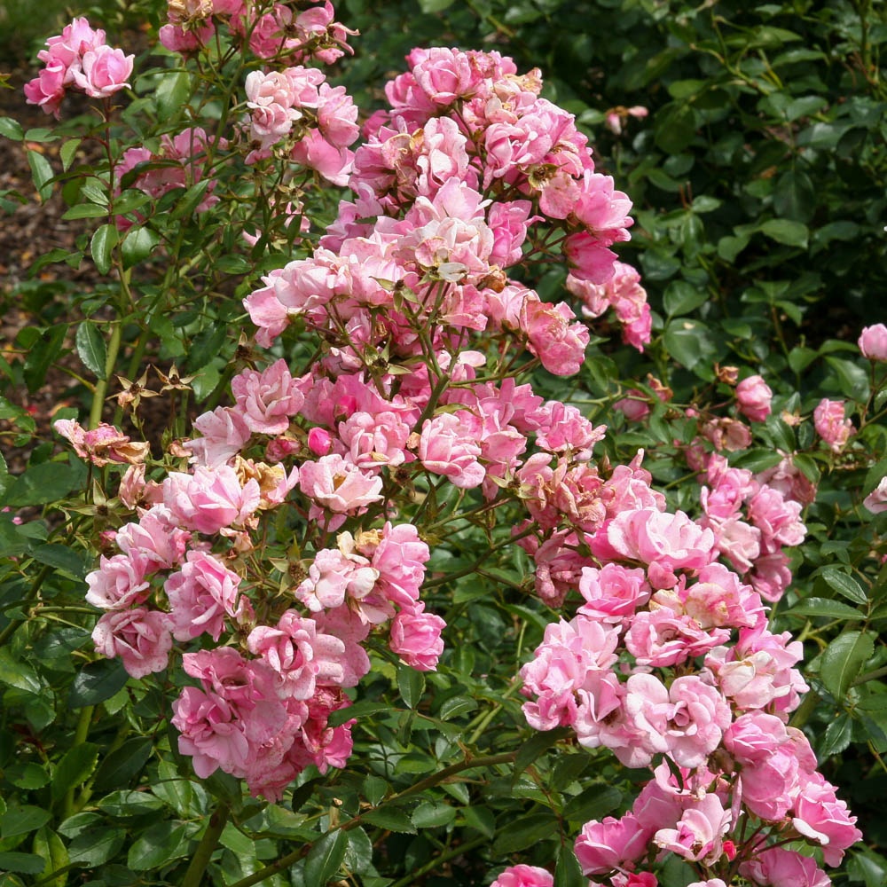 Bodendeckerrose 'Schöne Dortmunderin' ®