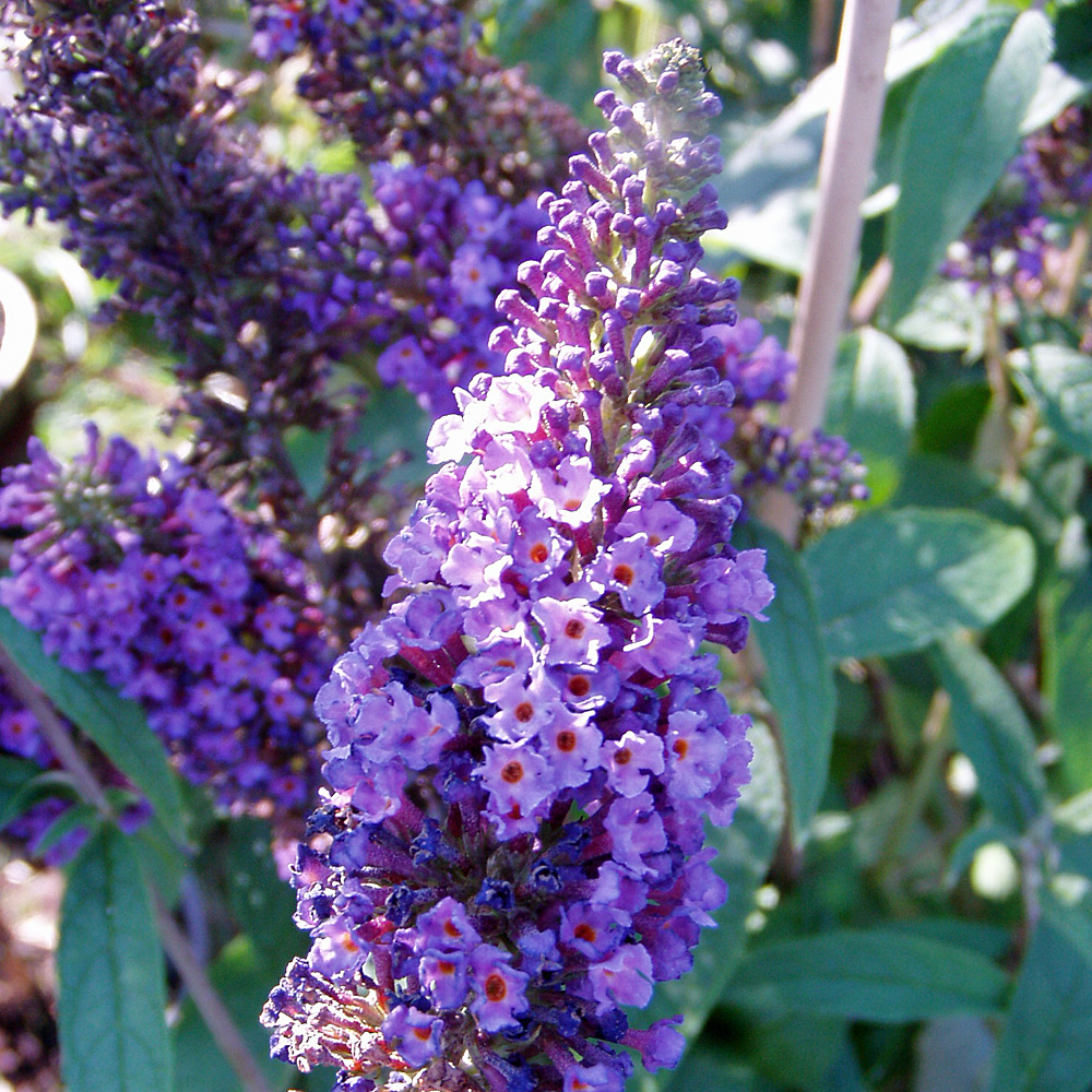 Sommerflieder Empire Blue, Buddleja, Bienenweide