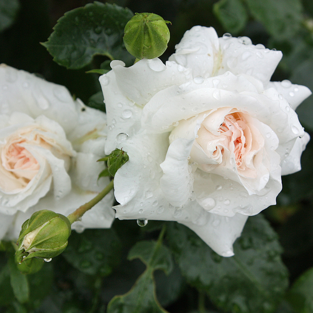 Bodendeckerrose Aspirin, Rose, Schnittblume