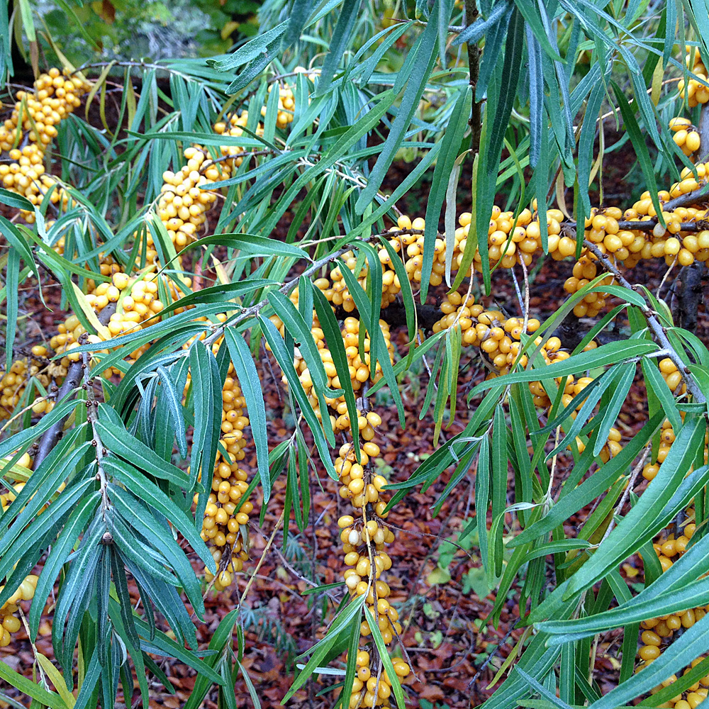 Sanddorn Frugana, Hipophae, Früchte, Vitamin C
