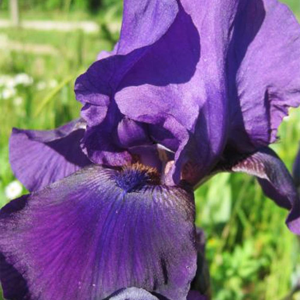 Mittelhohe Bartiris 'Eleanor Roosevelt'