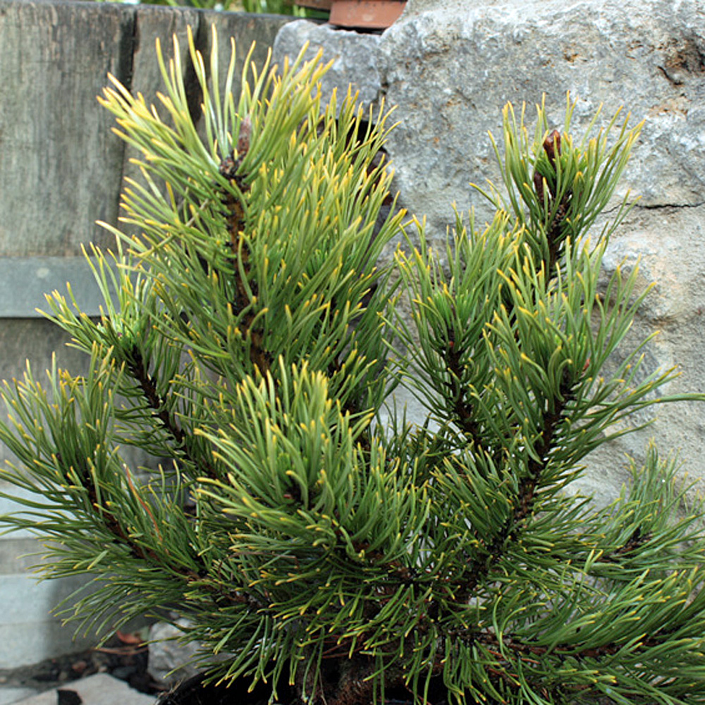 Bergkiefer, Kiefer, Pinus, immergrün