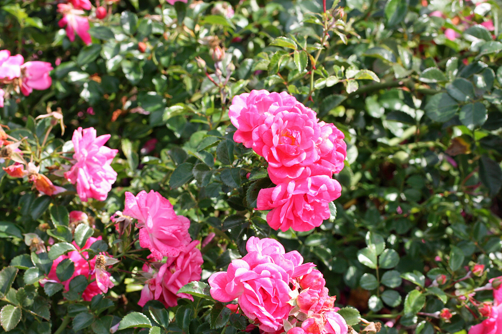 Bodendeckerrosen