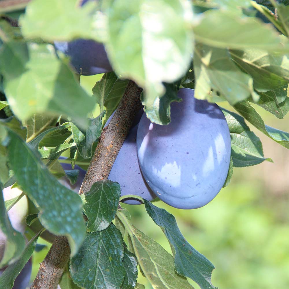 Zwetschge 'Haroma'