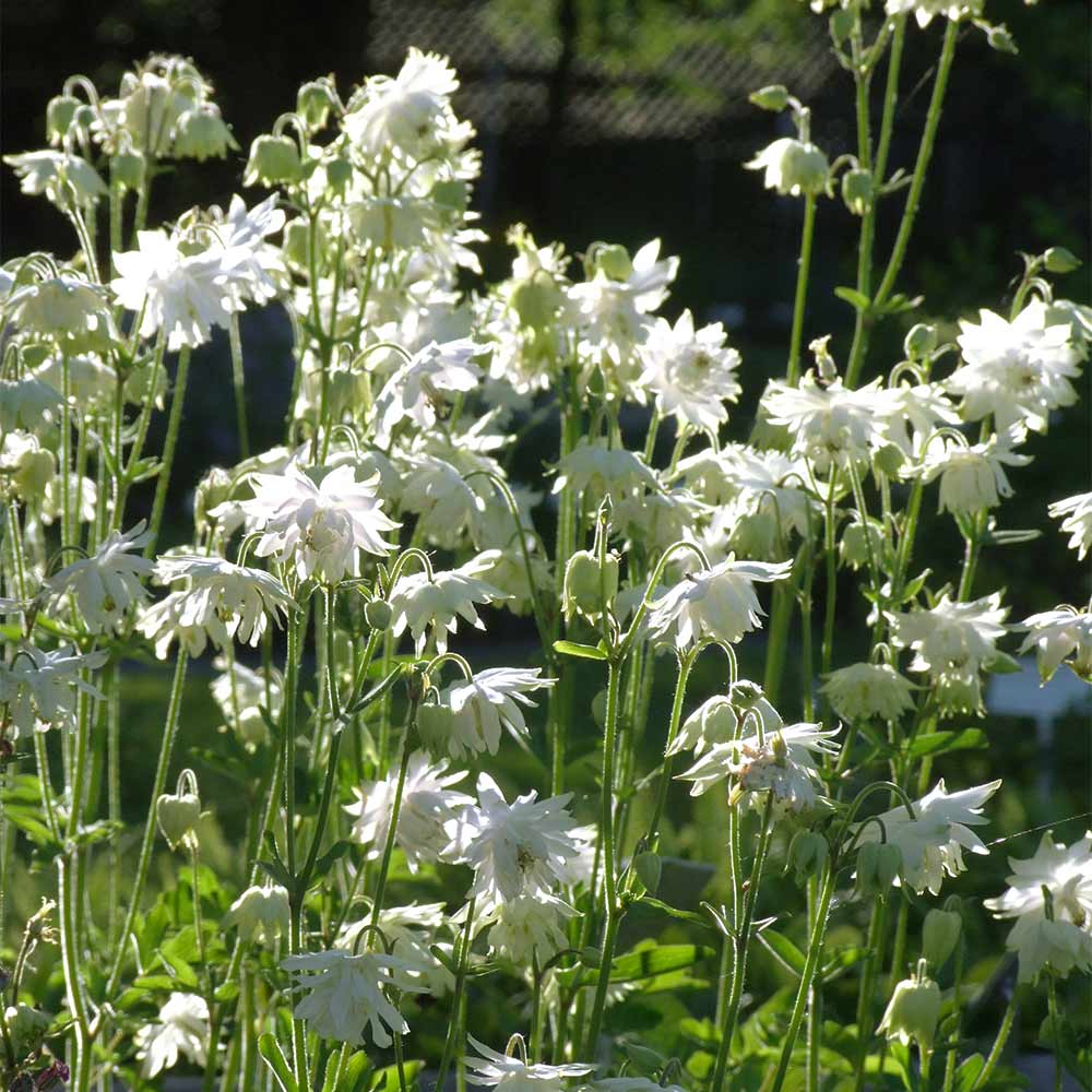 Akelei  'Plena White Barlow'