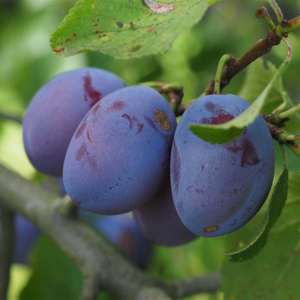 Säulenzwetschge 'Pruntop'