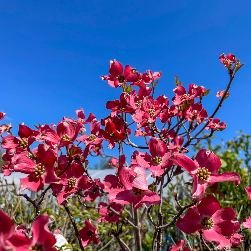 Blumenhartriegel 'Satomi' ®