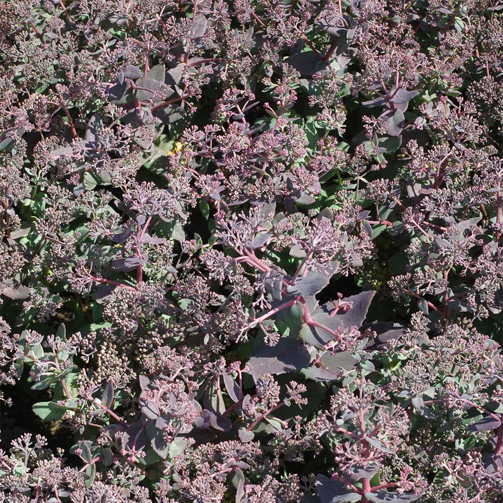Fetthenne SunSparkler ® 'Blue Pearl'