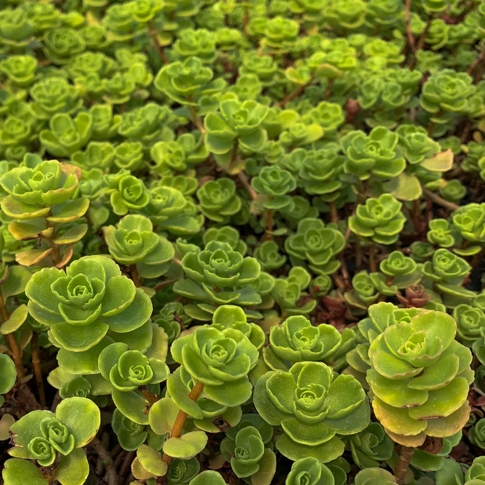 Teppichsedum 'Album Superbum'