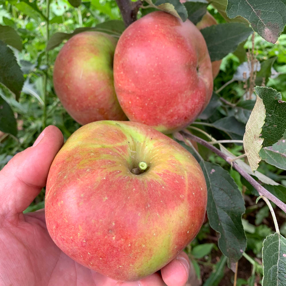 Apfel 'Melrose'