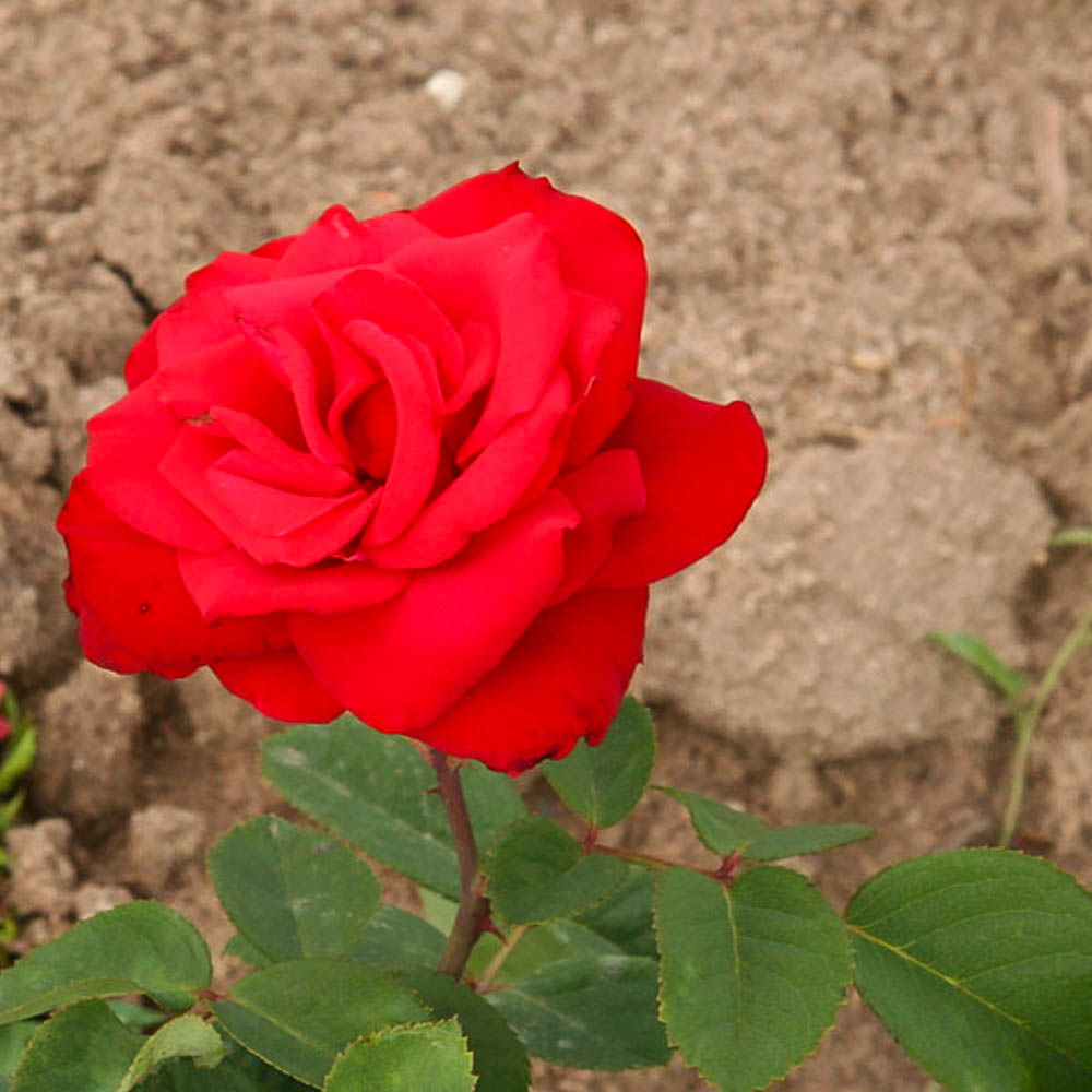 Edelrose 'Grande Amore' ®