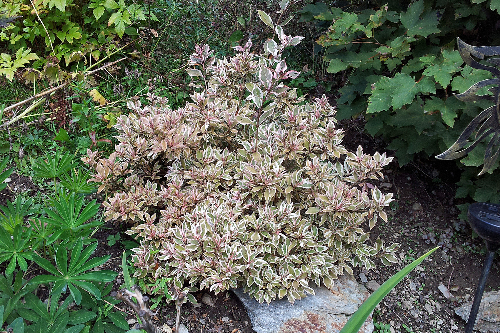 Kleinwüchsige Laubgehölze